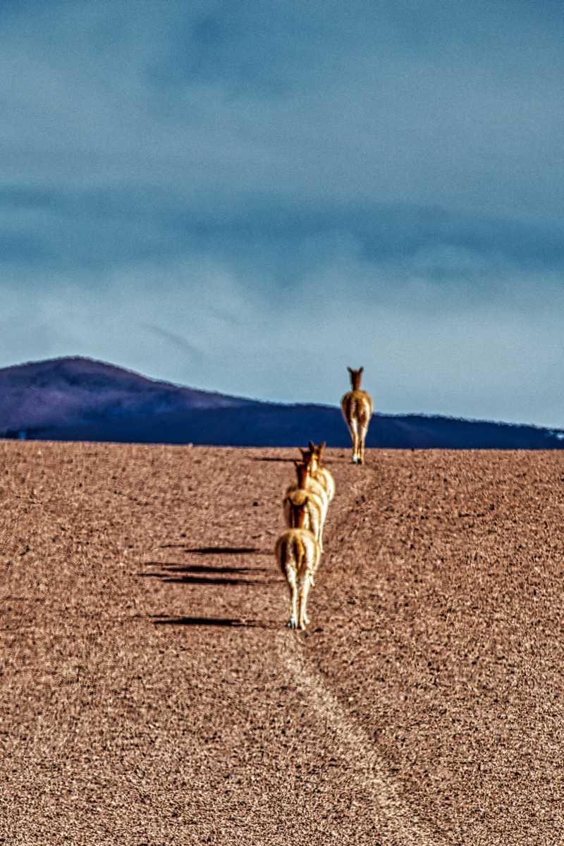 photos des animaux d'argentine