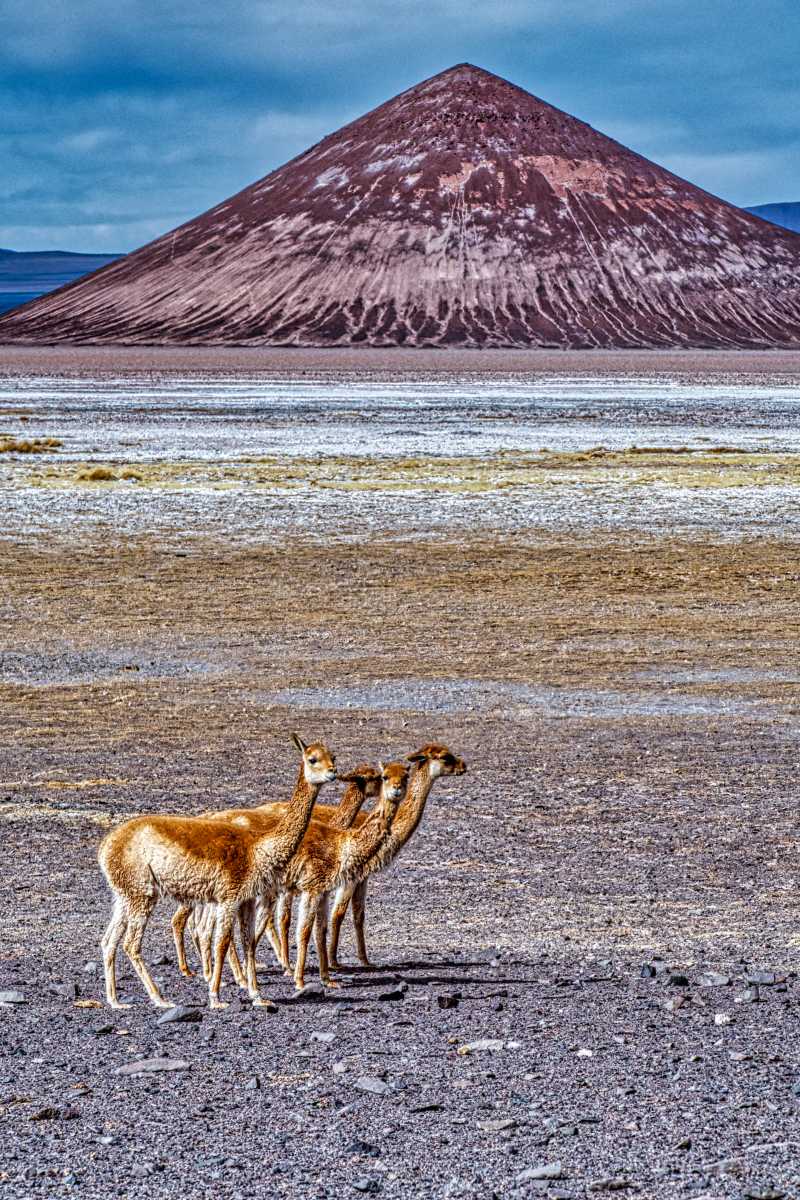 photos des animaux d'argentine