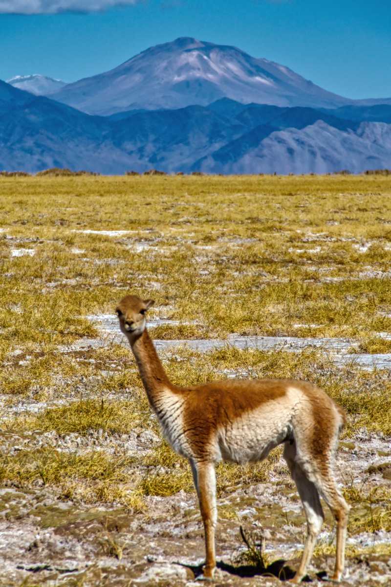 photos des animaux d'argentine