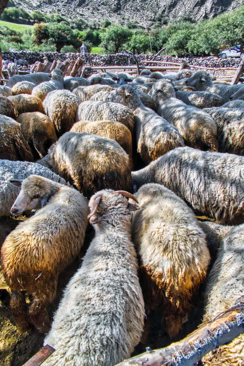 photos des animaux d'argentine