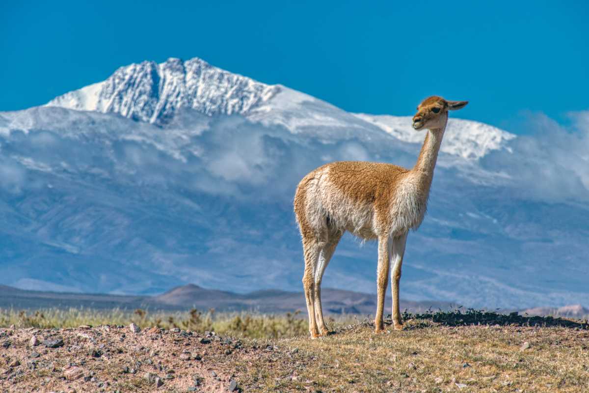 photos des animaux d'argentine