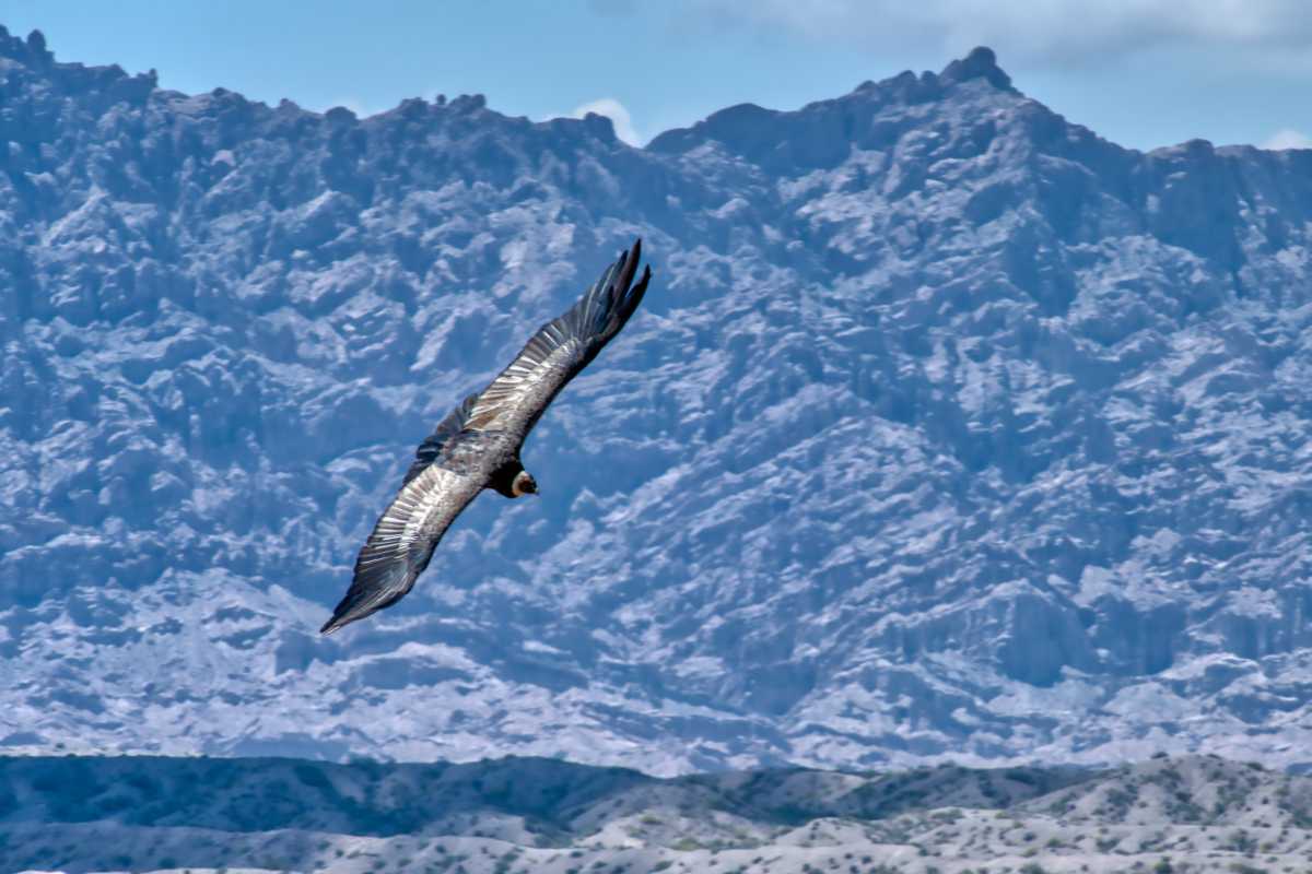 photos des animaux d'argentine