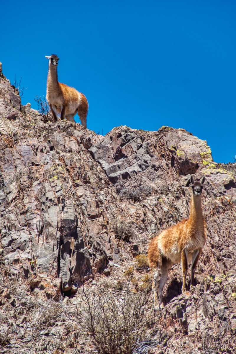 photos des animaux d'argentine