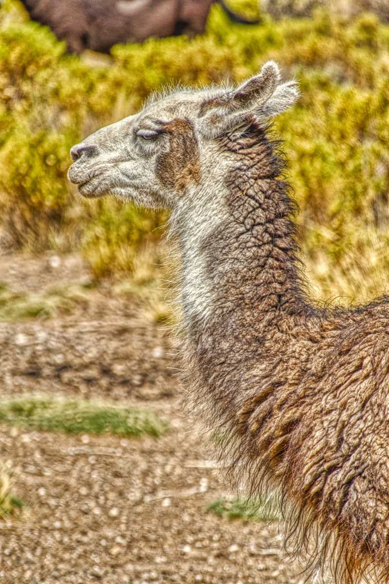 photos des animaux d'argentine