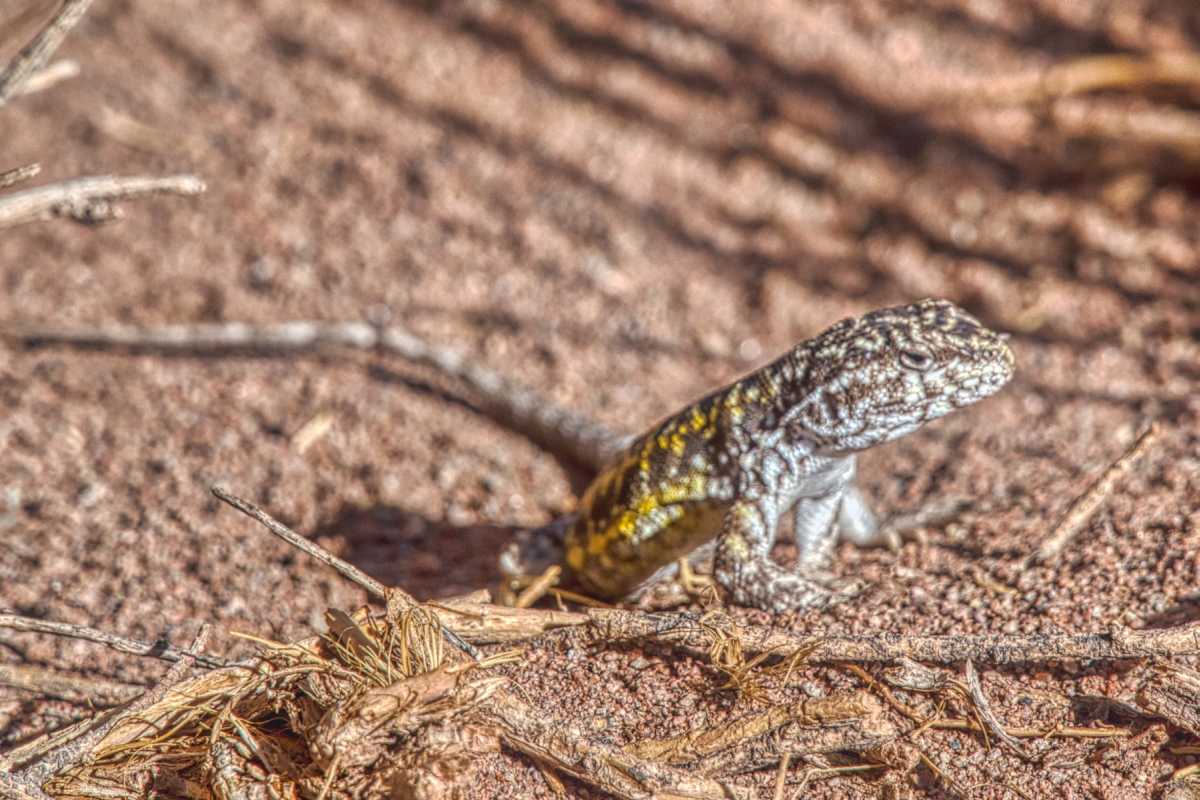 photos des animaux d'argentine