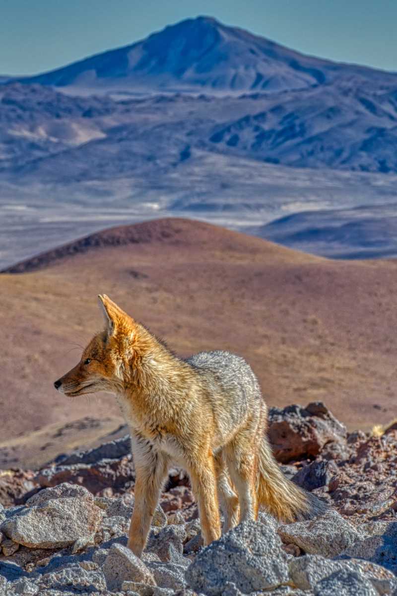 photos des animaux d'argentine