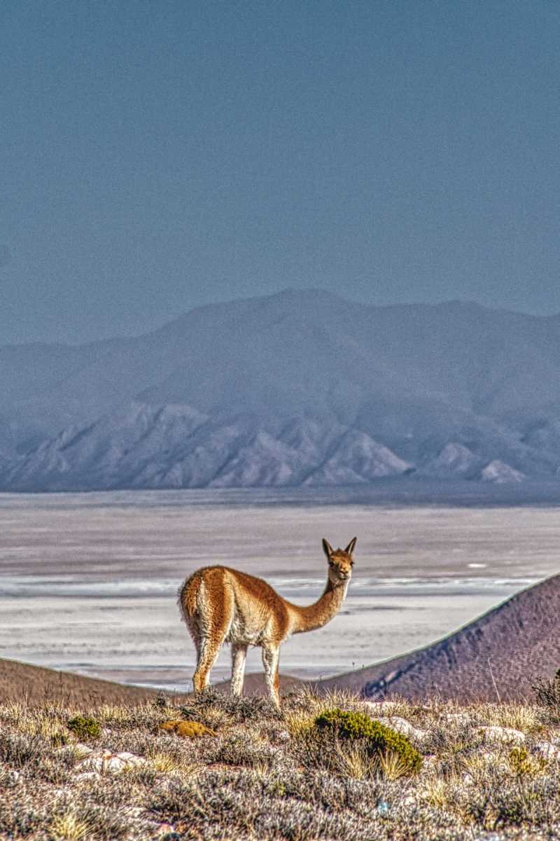 photos des animaux d'argentine