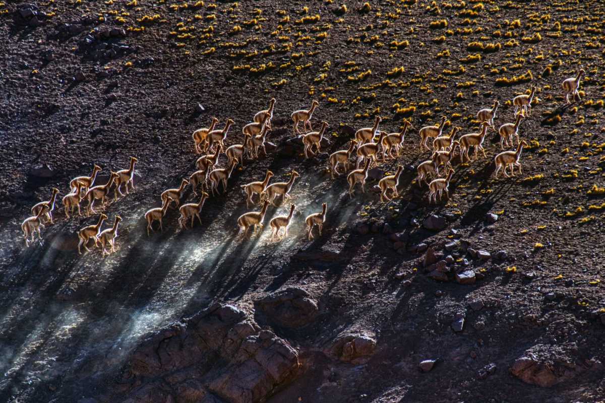 photos des animaux d'argentine