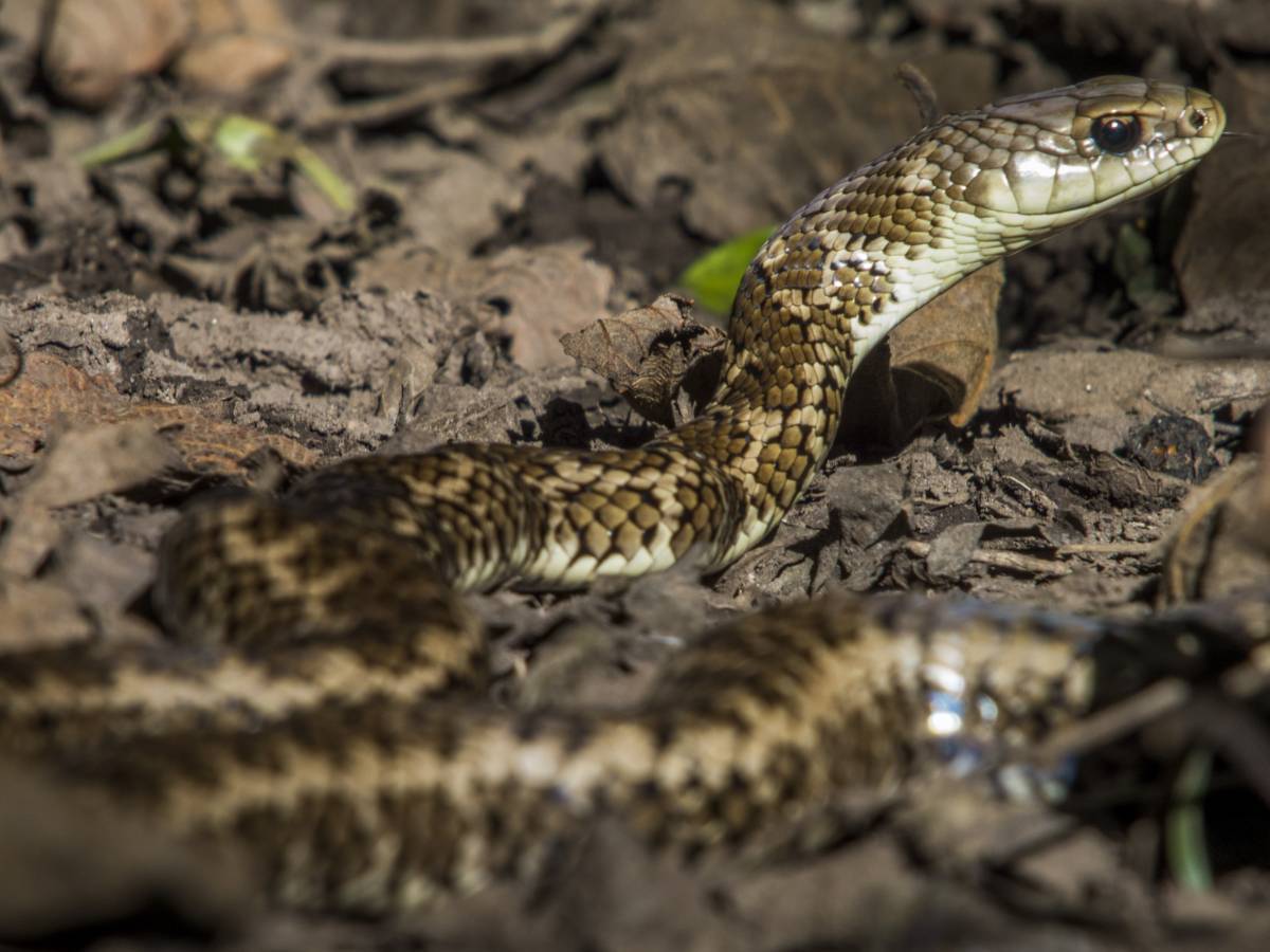 photos des animaux d'argentine