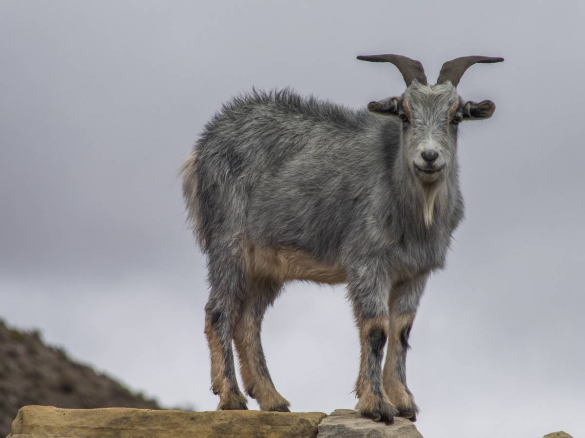photos des animaux d'argentine
