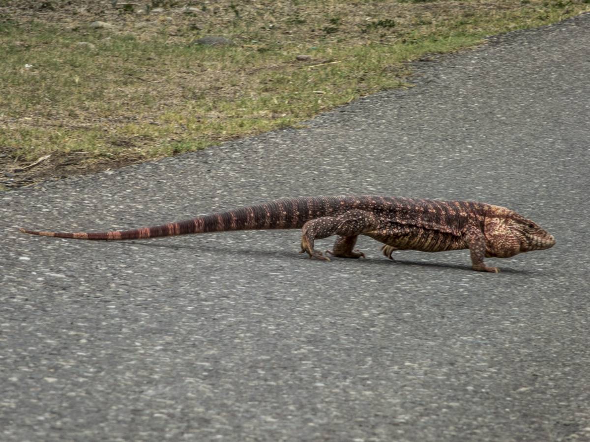 photos des animaux d'argentine