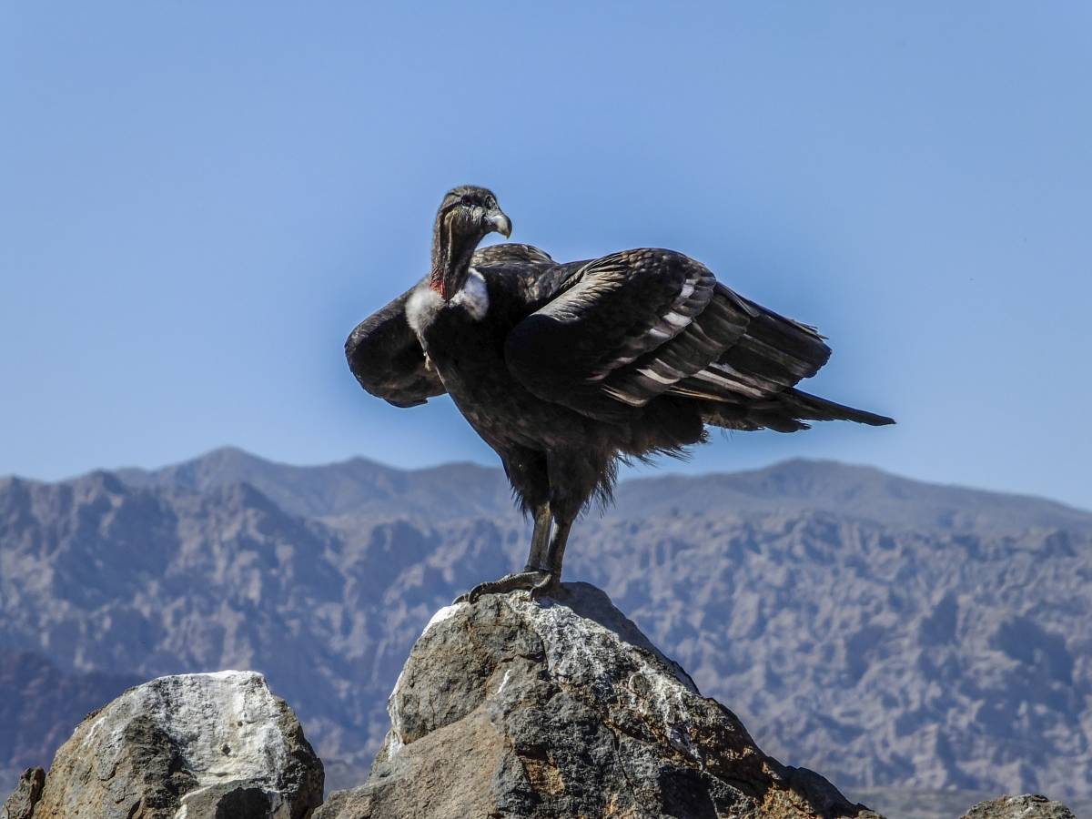 photos des animaux d'argentine