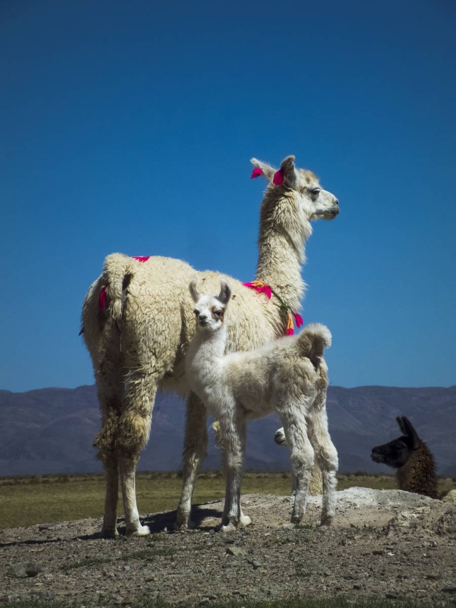 photos des animaux d'argentine