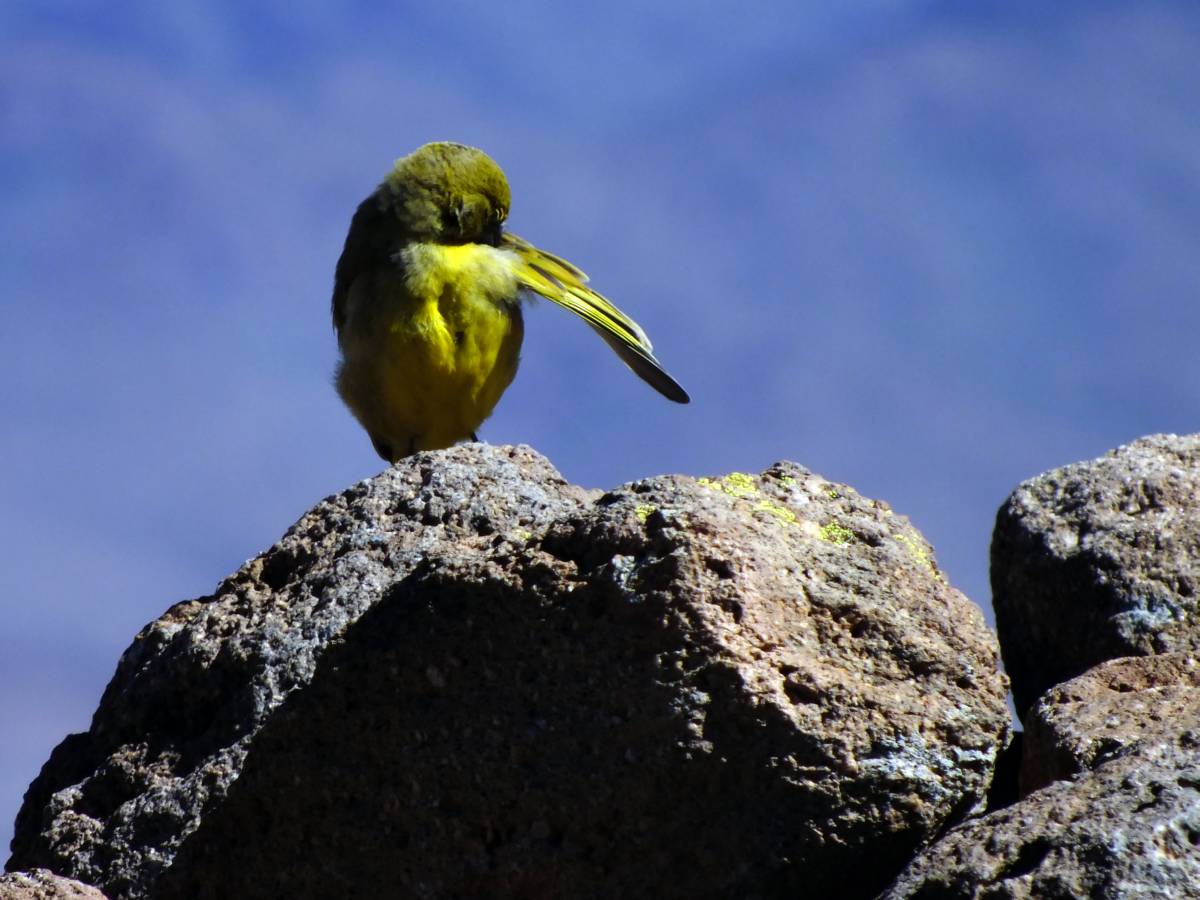 photos des animaux d'argentine