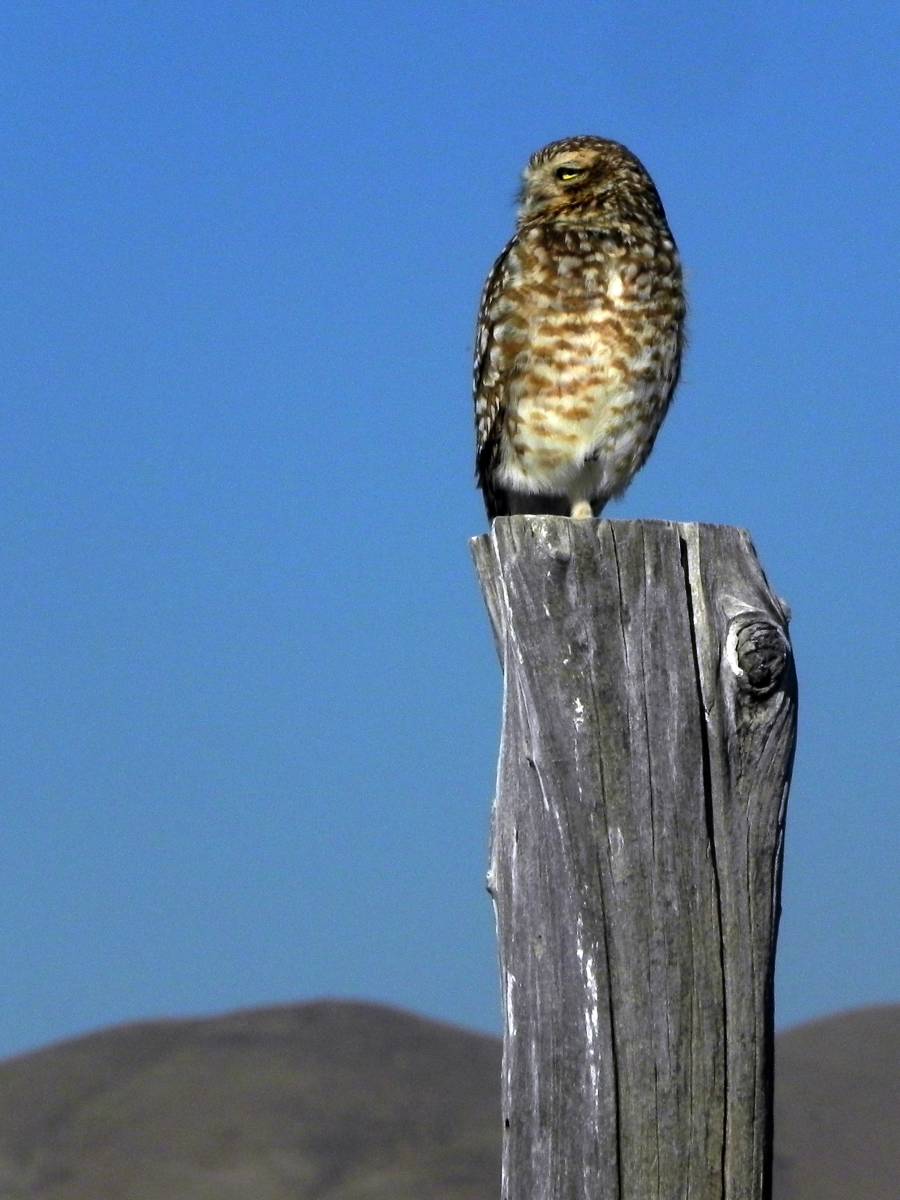 photos des animaux d'argentine