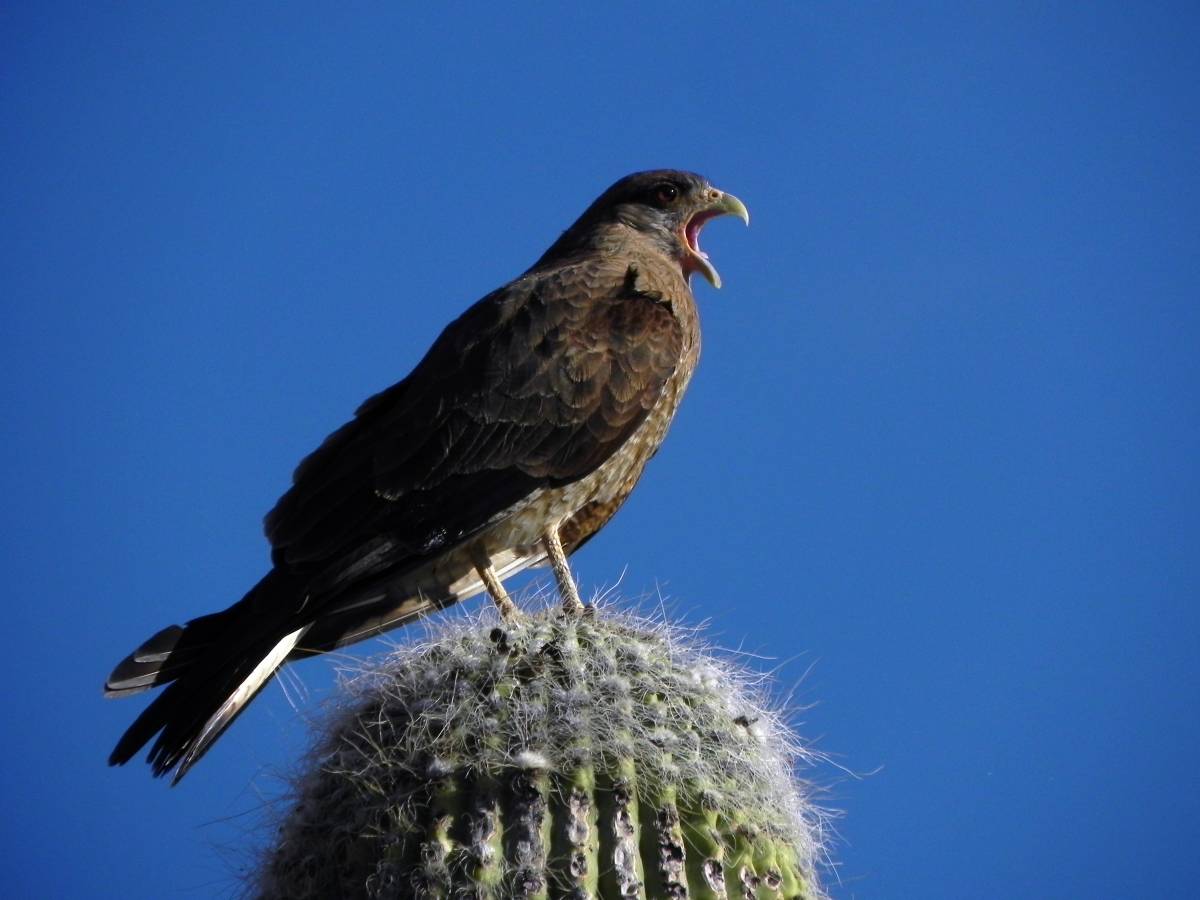 photos des animaux d'argentine