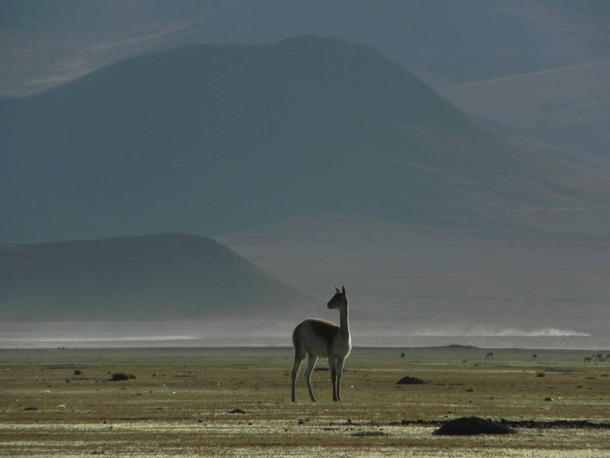 photos des animaux d'argentine