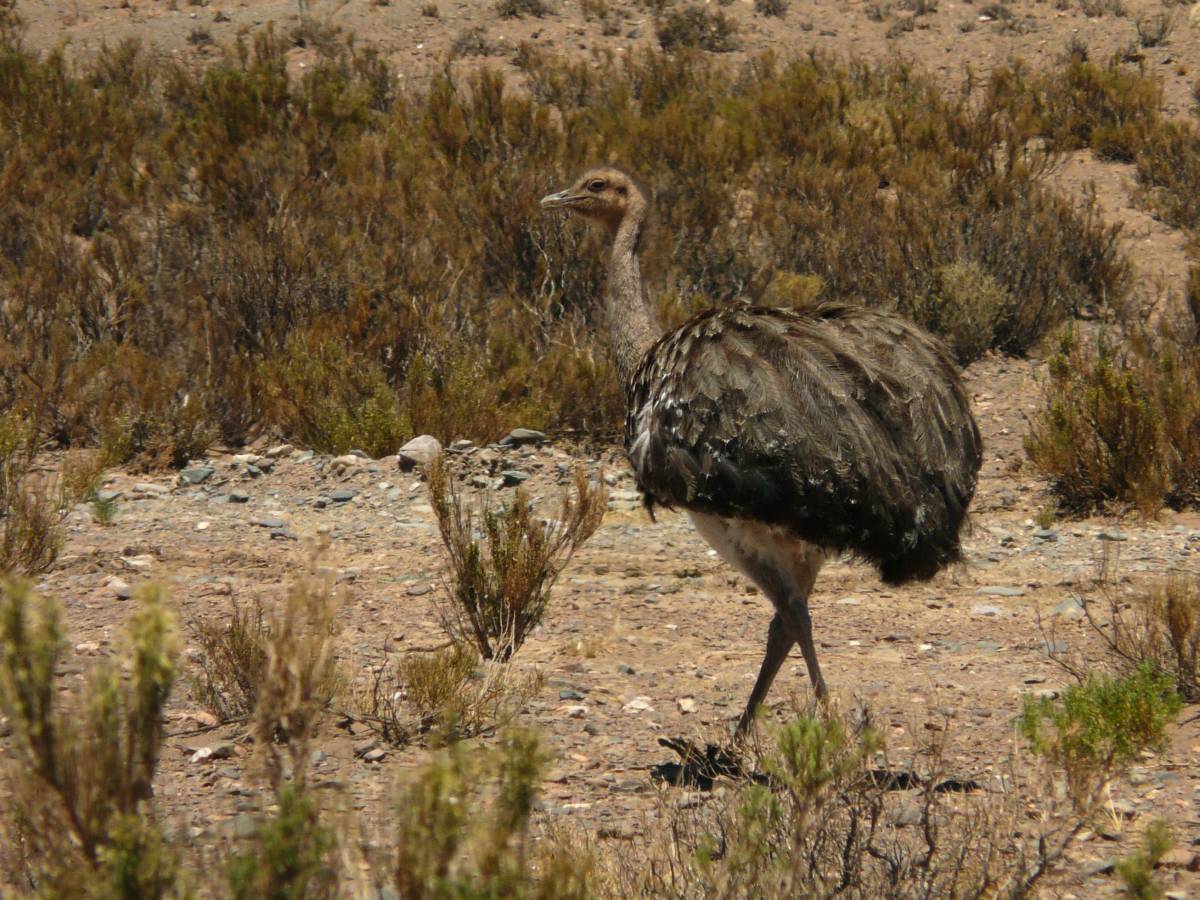 photos des animaux d'argentine