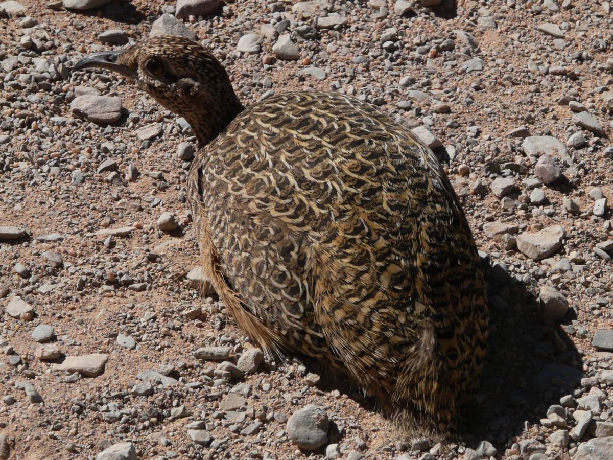 photos des animaux d'argentine