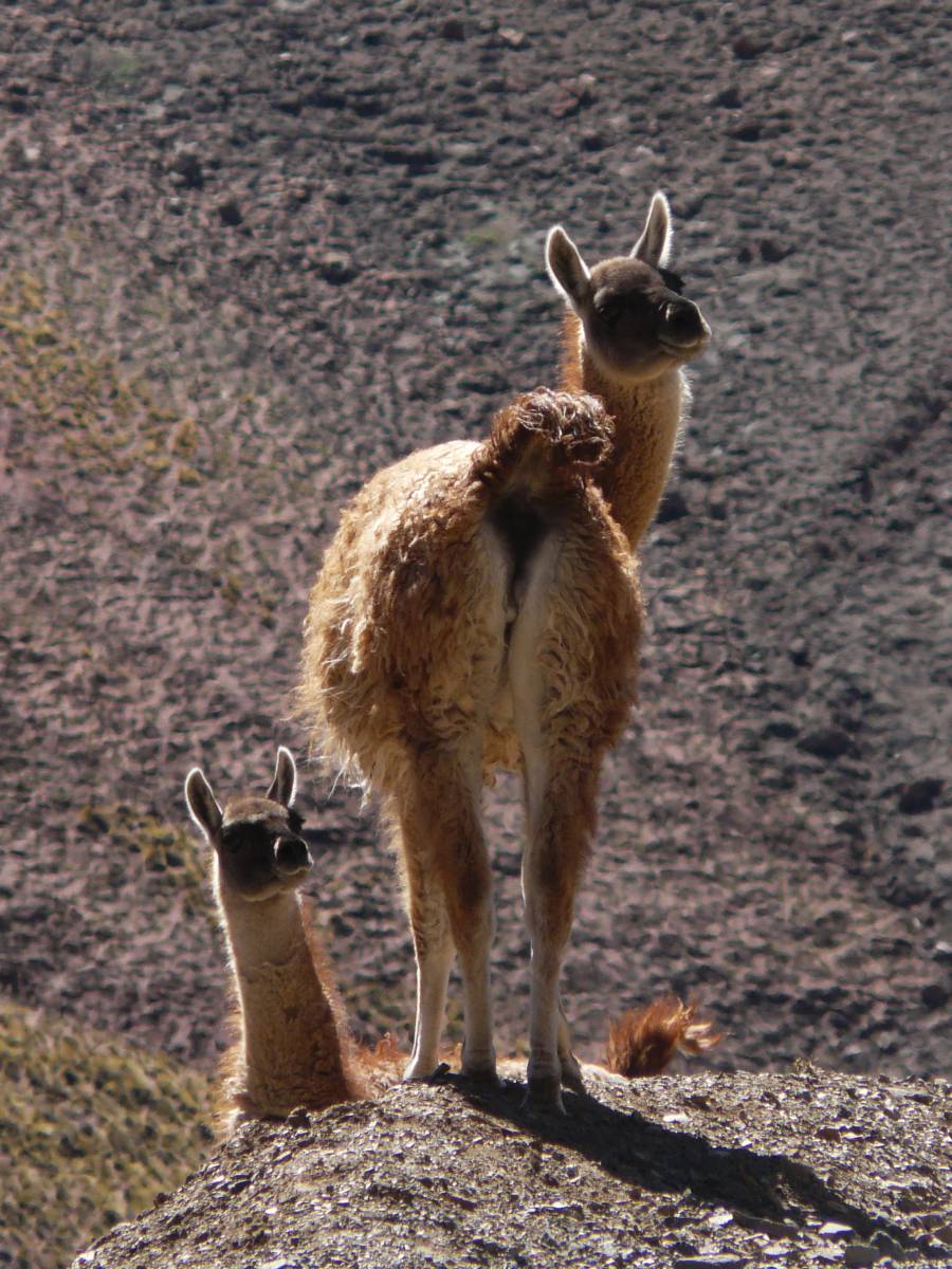 photos des animaux d'argentine