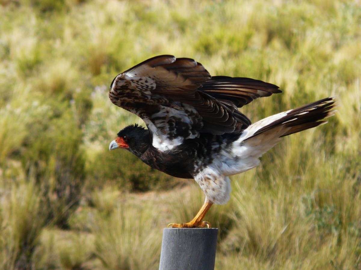 photos des animaux d'argentine