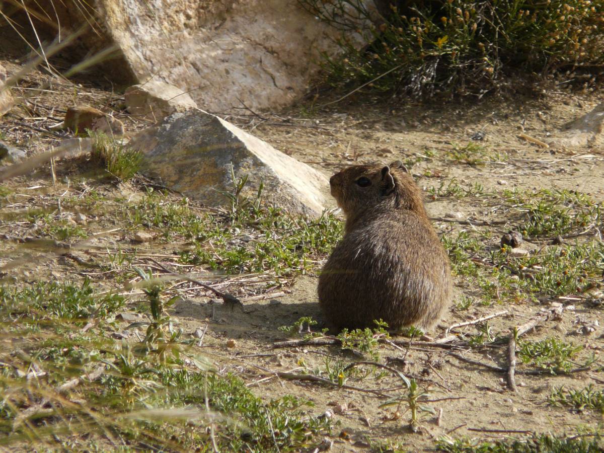 photos des animaux d'argentine