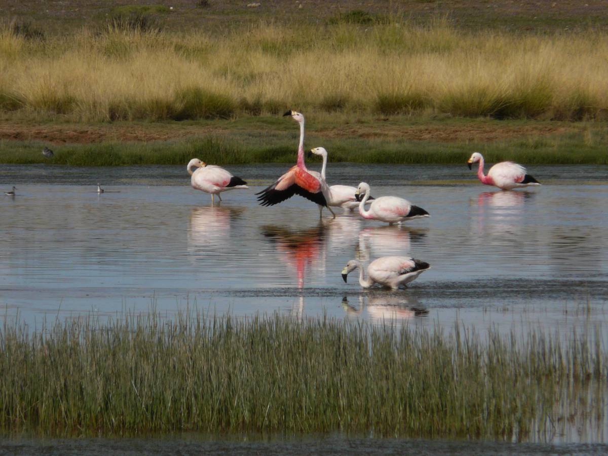 photos des animaux d'argentine