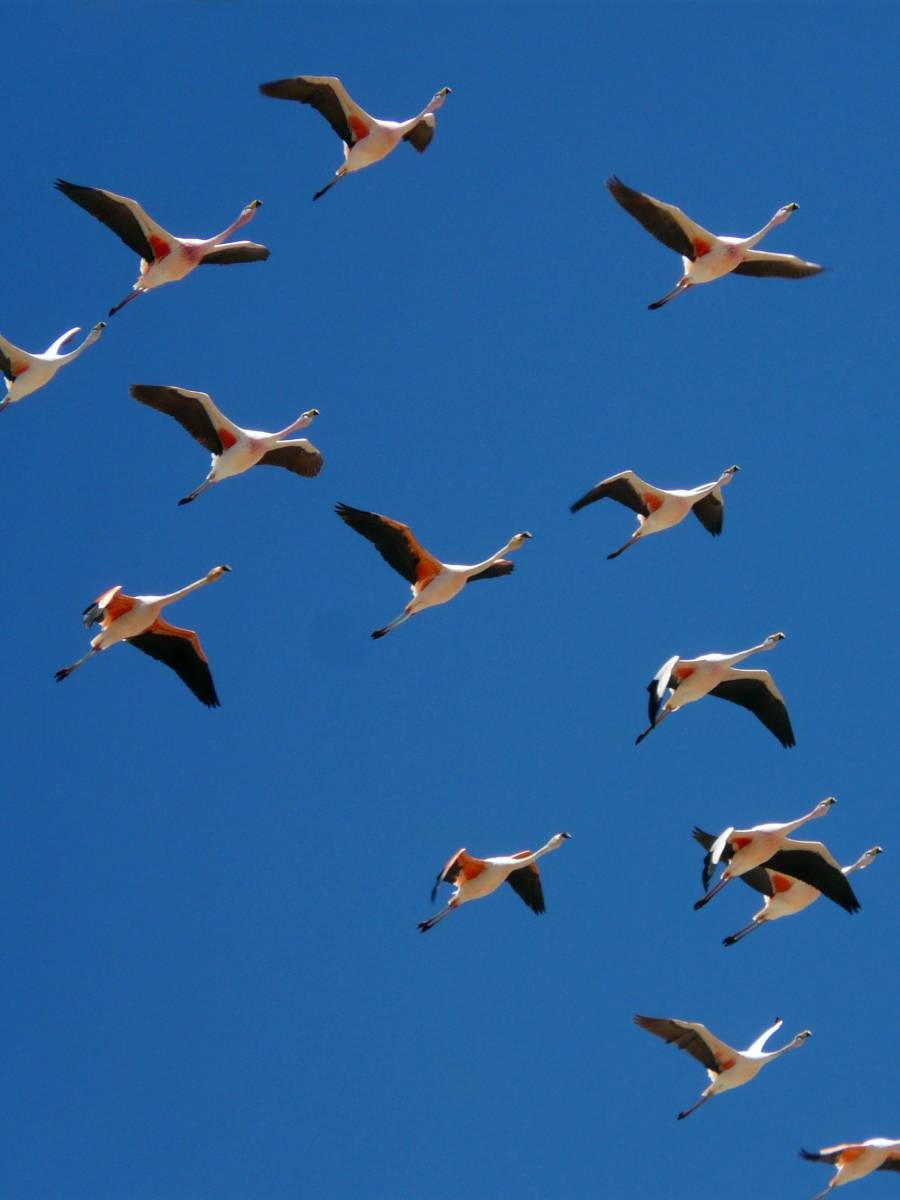 photos des animaux d'argentine