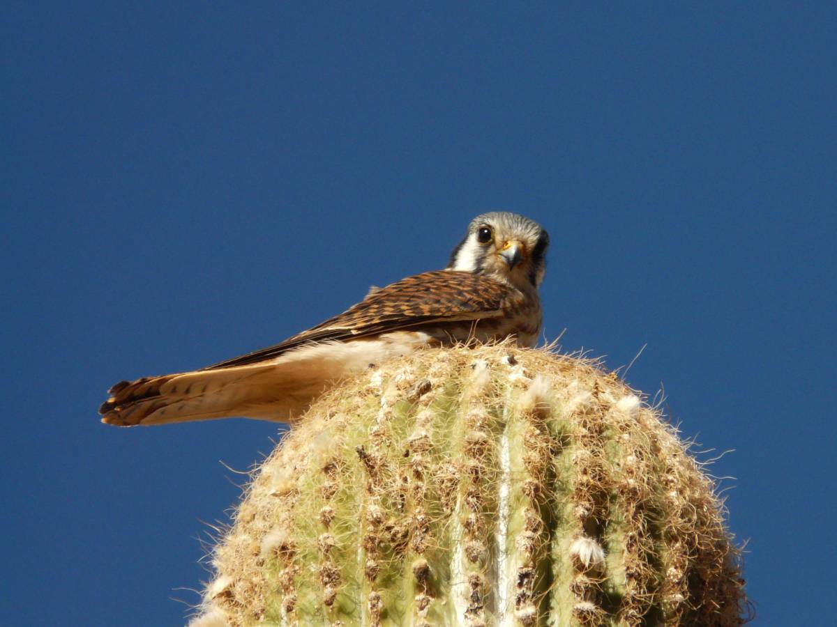 photos des animaux d'argentine