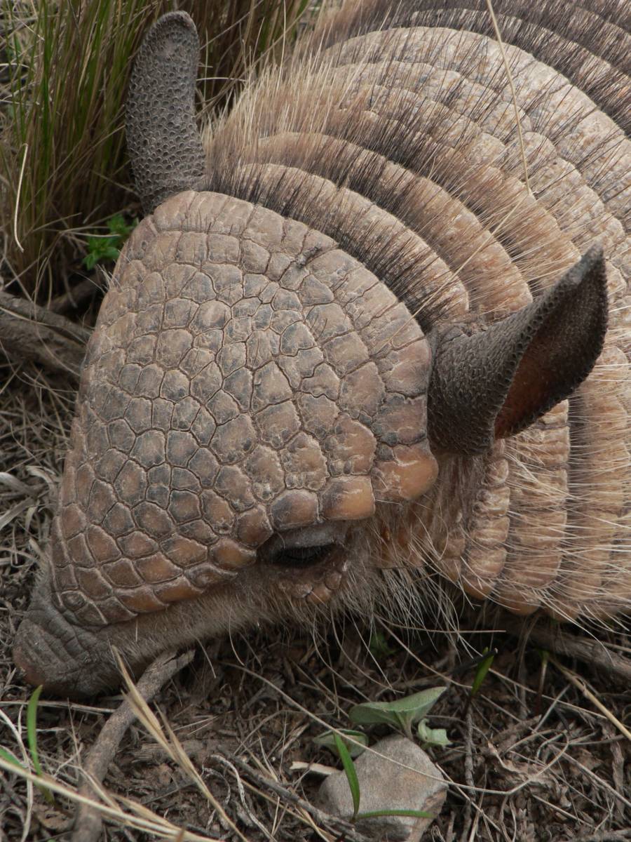 photos des animaux d'argentine