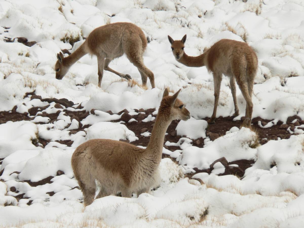 photos des animaux d'argentine