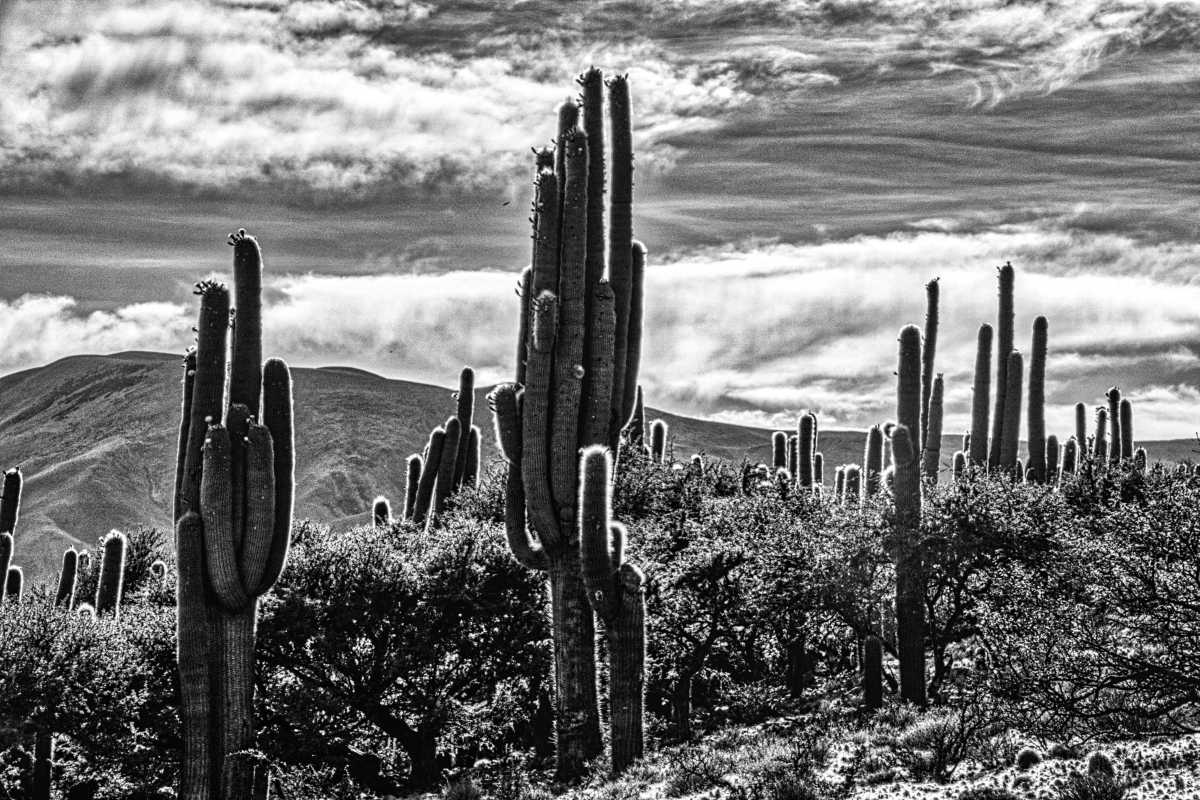 photos noir et blanc d'argentine