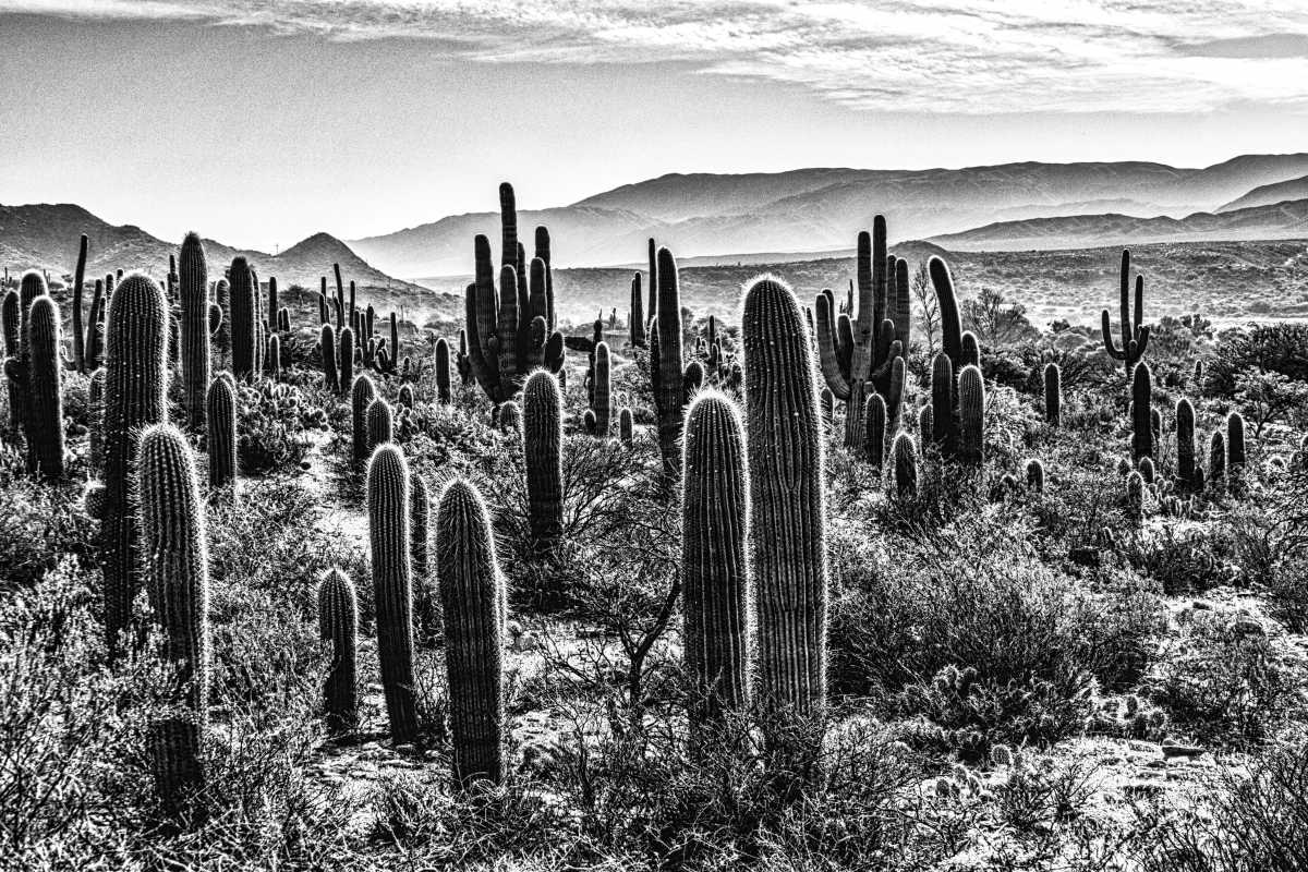 photos noir et blanc d'argentine