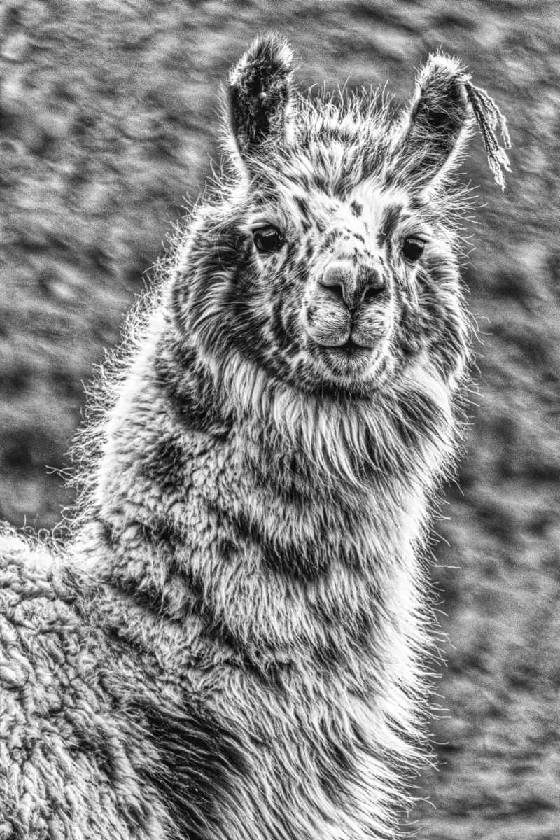 photos noir et blanc d'argentine