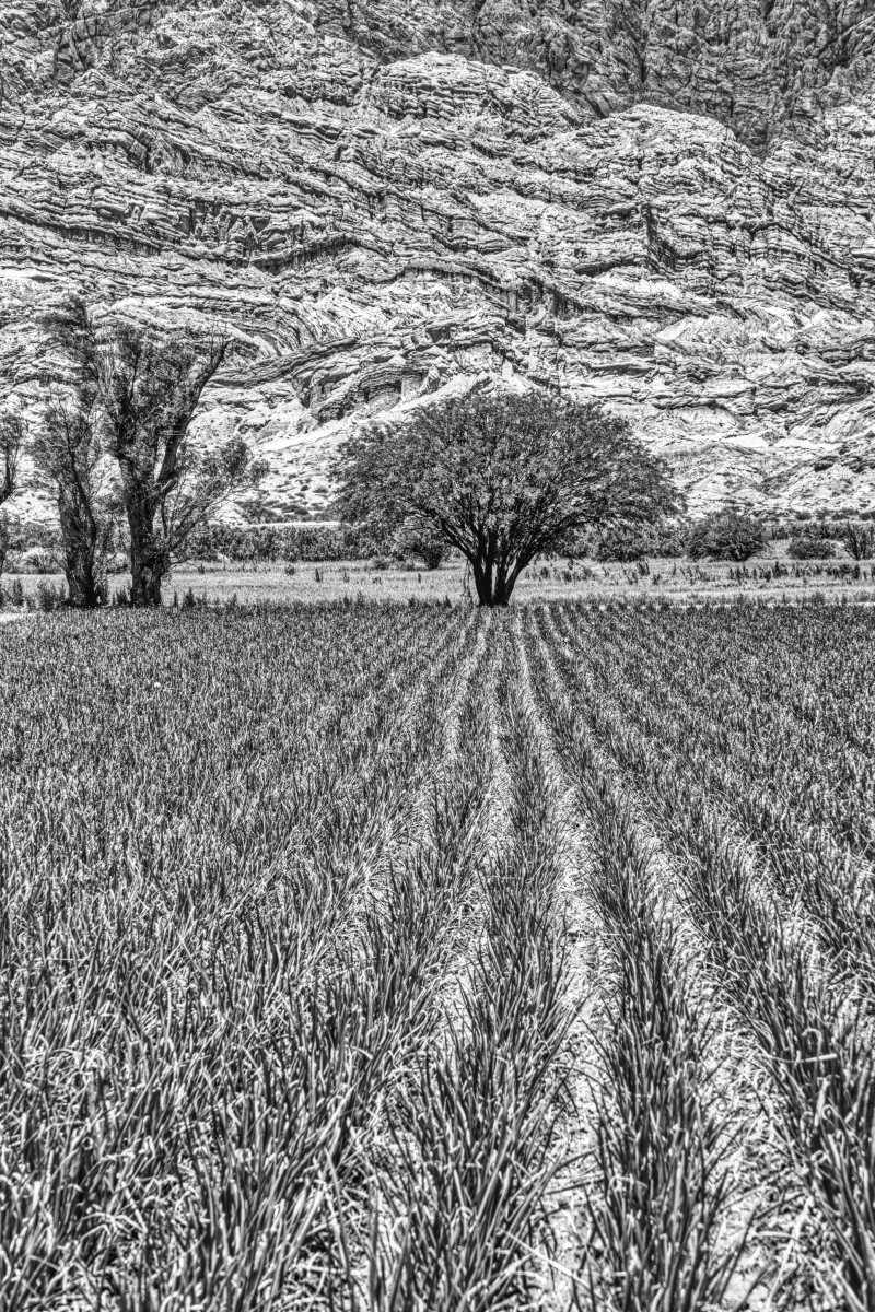 photos noir et blanc d'argentine