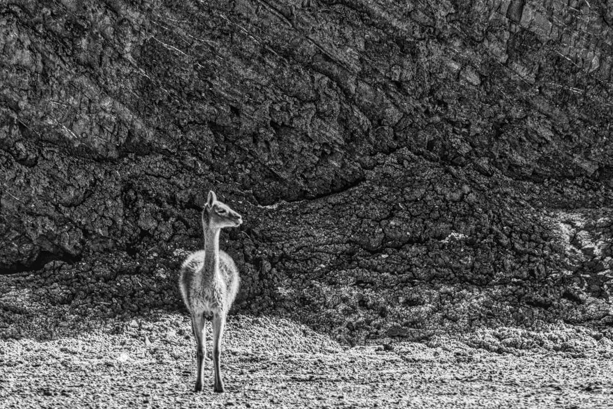 photos noir et blanc d'argentine