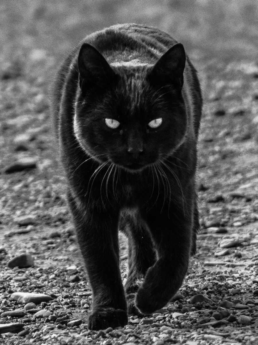photos noir et blanc d'argentine