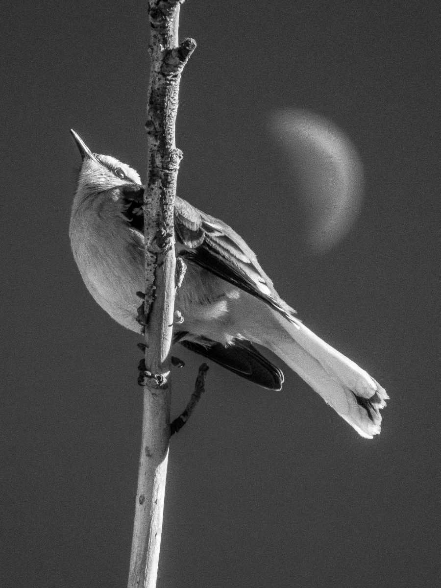 photos noir et blanc d'argentine