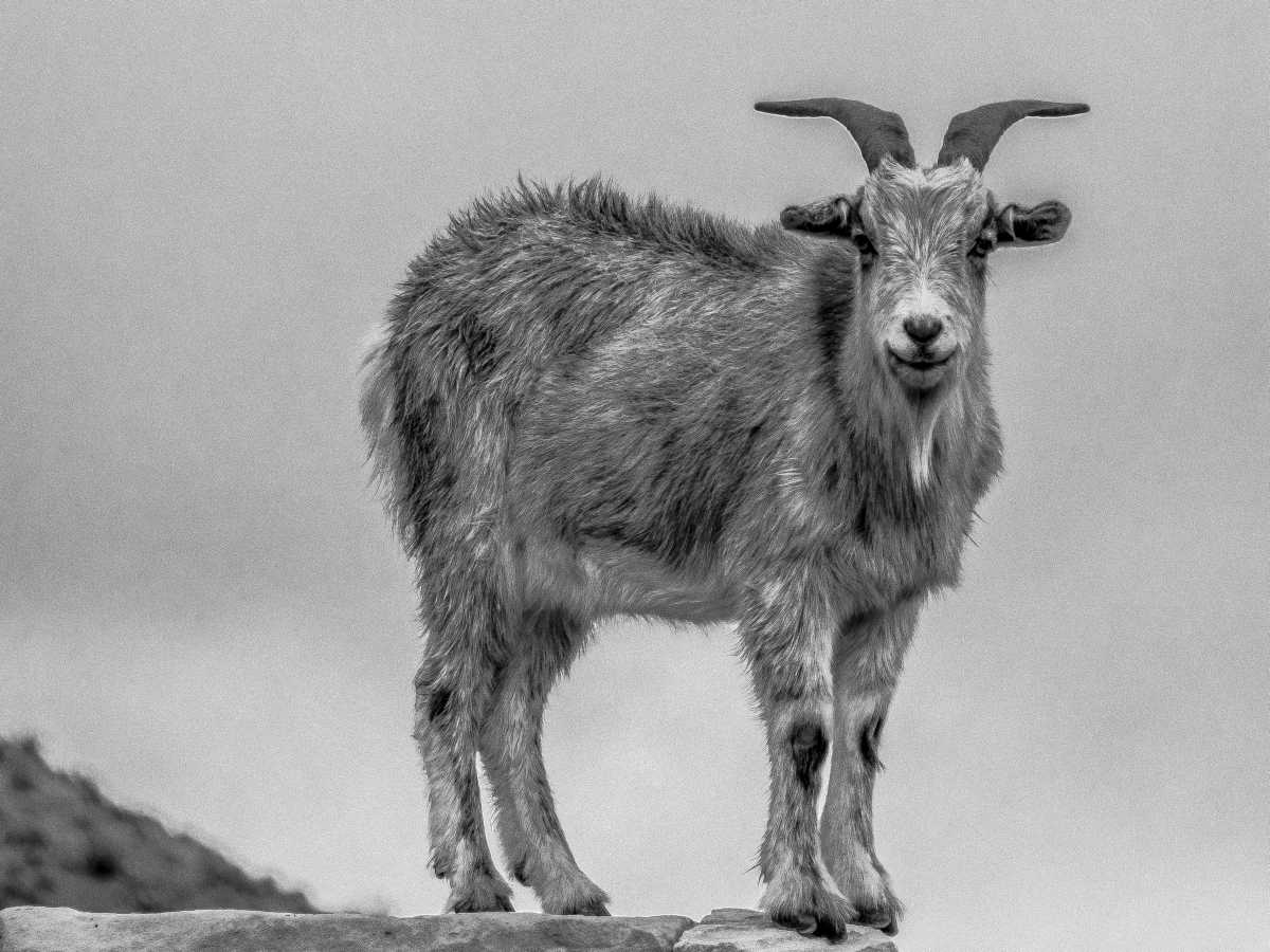 photos noir et blanc d'argentine