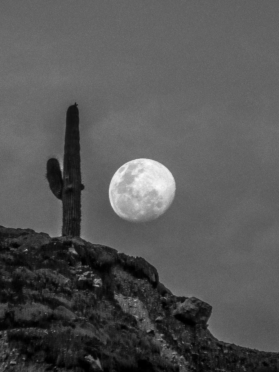 photos noir et blanc d'argentine