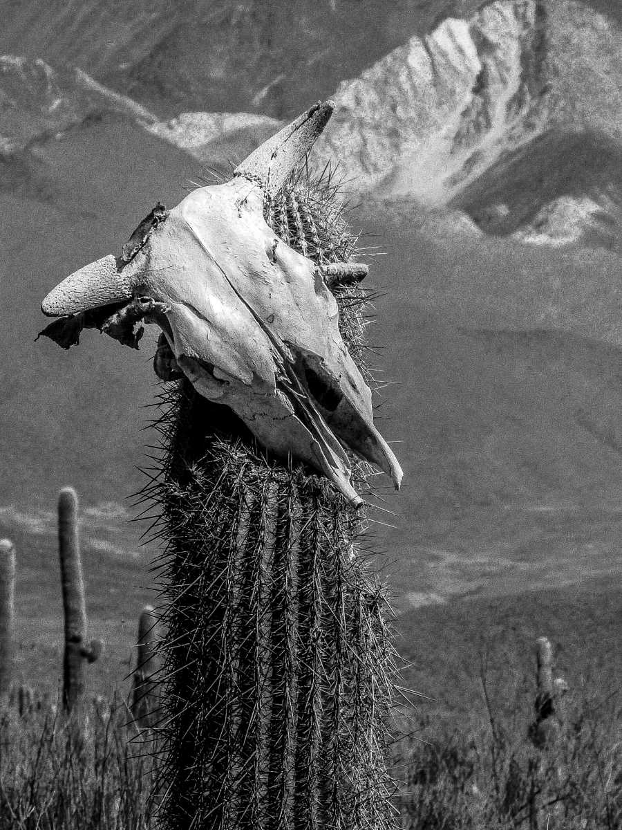 photos noir et blanc d'argentine