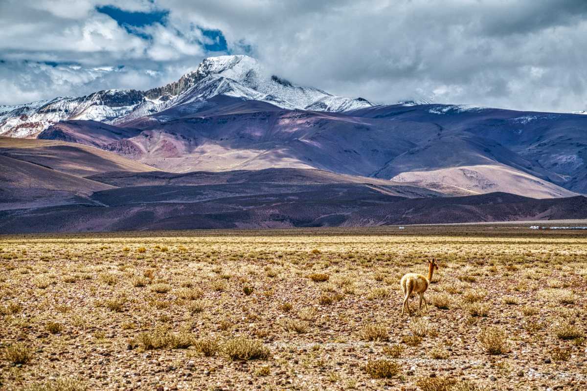photos de la puna argentine