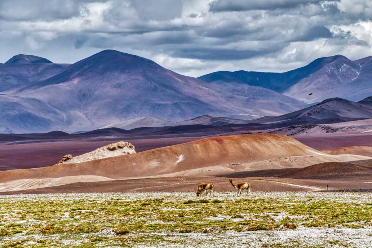 photos de la puna argentine