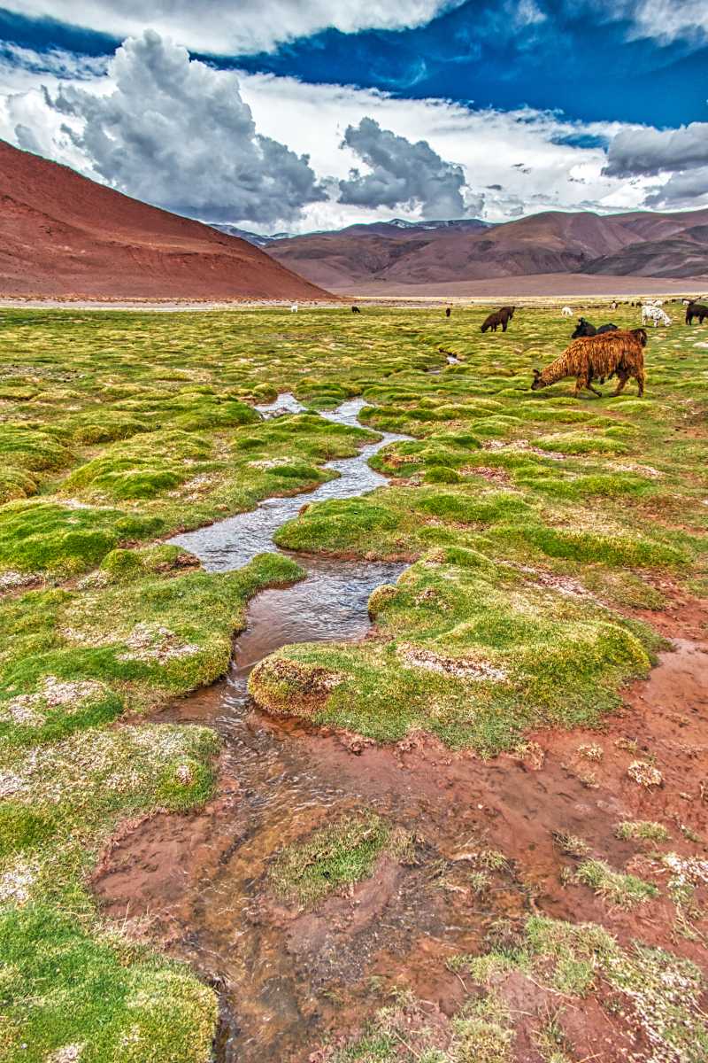 photos de la puna argentine