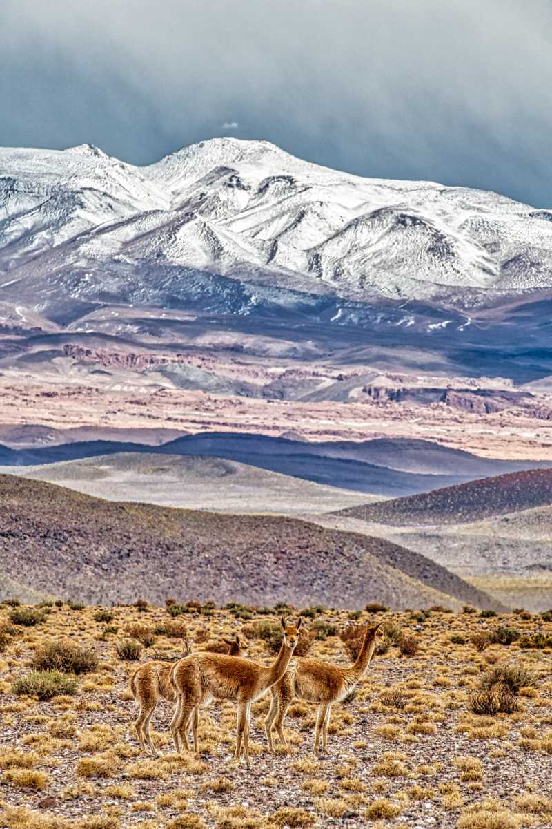 photos de la puna argentine