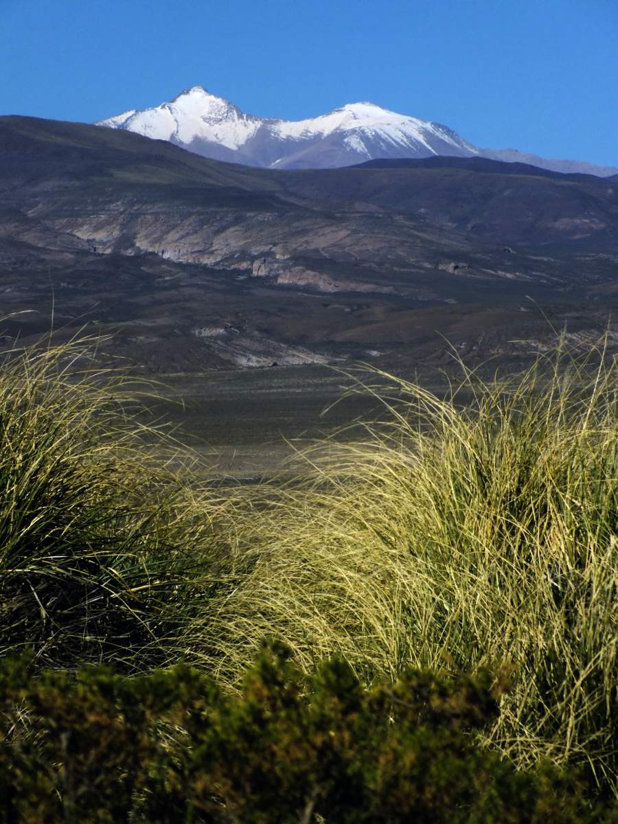 photos de la puna argentine