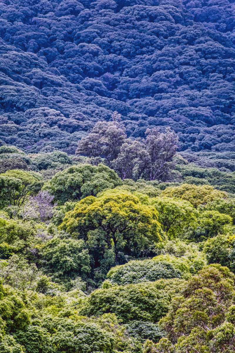 photos des yungas, forêt d'argentine