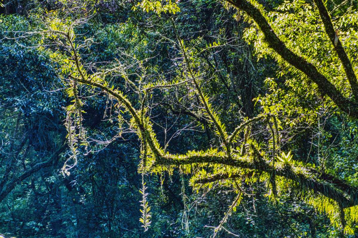 photos des yungas, forêt d'argentine
