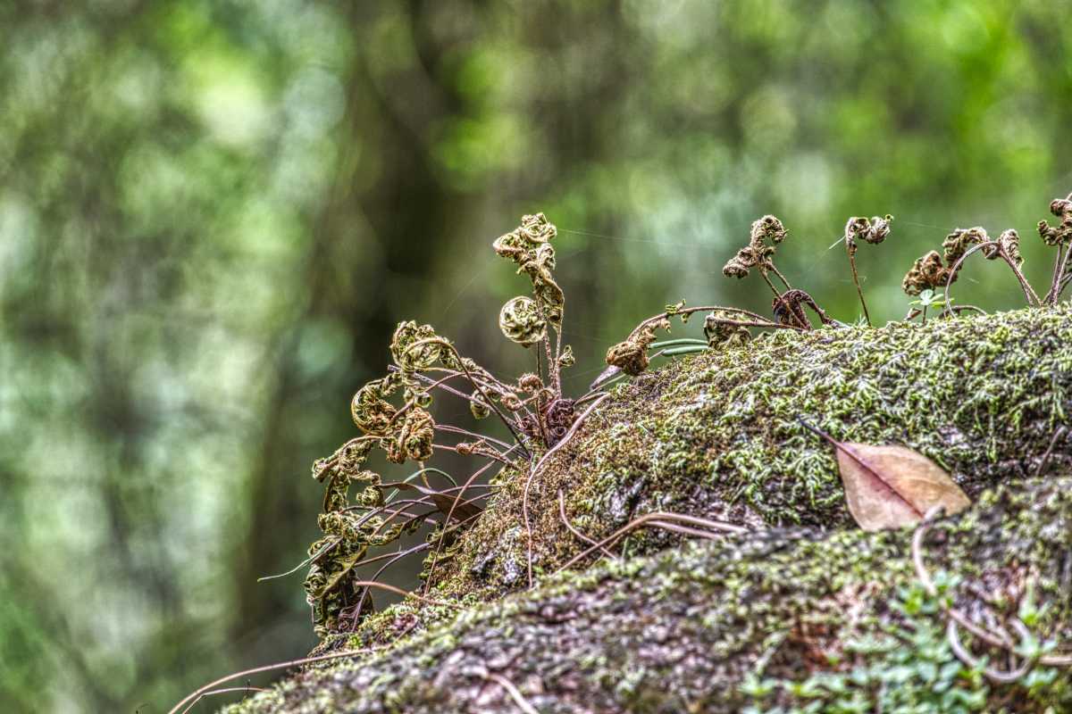photos des yungas, forêt d'argentine
