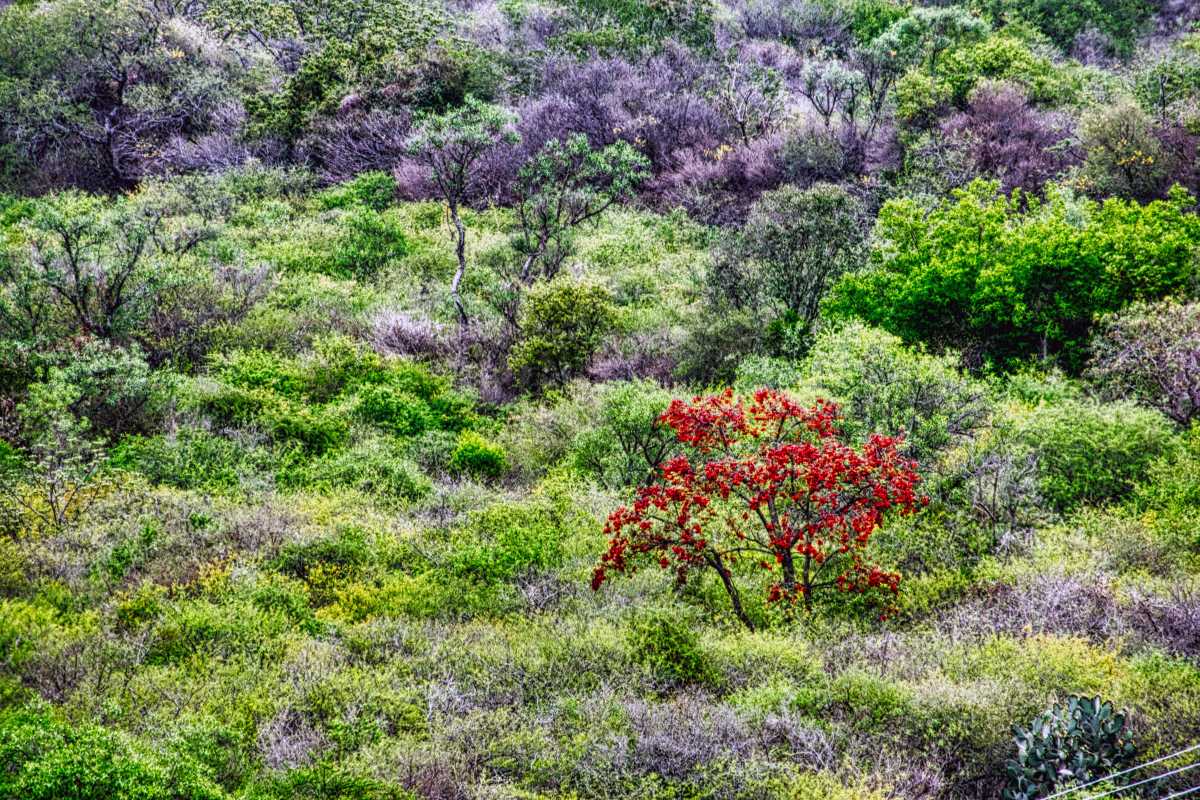 photos des yungas, forêt d'argentine